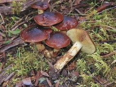 Cortinarius clelandii