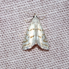 Patissa fulvosparsa