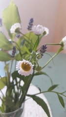 Erigeron annuus