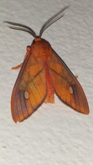 Ernassa sanguinolenta