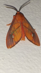 Ernassa sanguinolenta