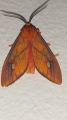 Ernassa sanguinolenta