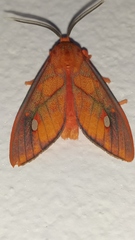 Ernassa sanguinolenta