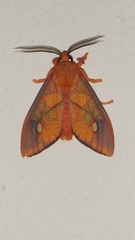 Ernassa sanguinolenta
