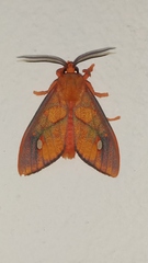 Ernassa sanguinolenta