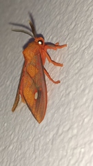 Ernassa sanguinolenta