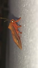 Ernassa sanguinolenta