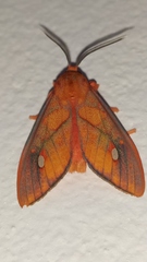 Ernassa sanguinolenta