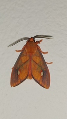 Ernassa sanguinolenta