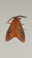 Ernassa sanguinolenta