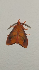 Ernassa sanguinolenta