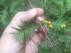 Taxodiomyia
