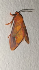 Ernassa sanguinolenta