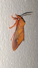 Ernassa sanguinolenta