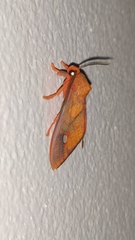 Ernassa sanguinolenta