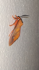 Ernassa sanguinolenta