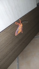 Ernassa sanguinolenta