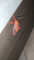 Ernassa sanguinolenta