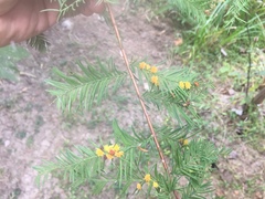 Taxodiomyia