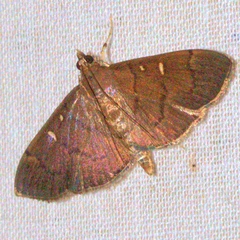 Pramadea lunalis