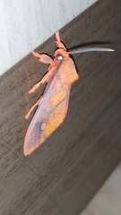 Ernassa sanguinolenta