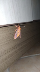 Ernassa sanguinolenta