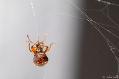 Barypeithes pellucidus