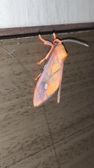 Ernassa sanguinolenta