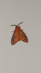 Ernassa sanguinolenta