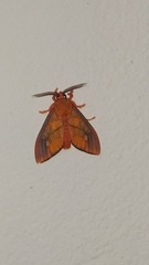 Ernassa sanguinolenta