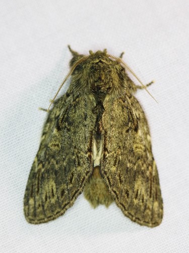 Great Prominent, 6874 Wolfheze, Nederland, photo 7 of 10