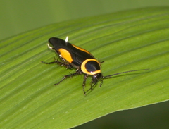 Hemithyrsocera vittata