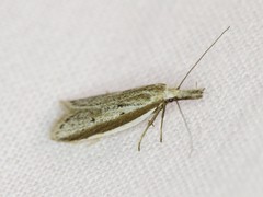 Pleurota bicostella