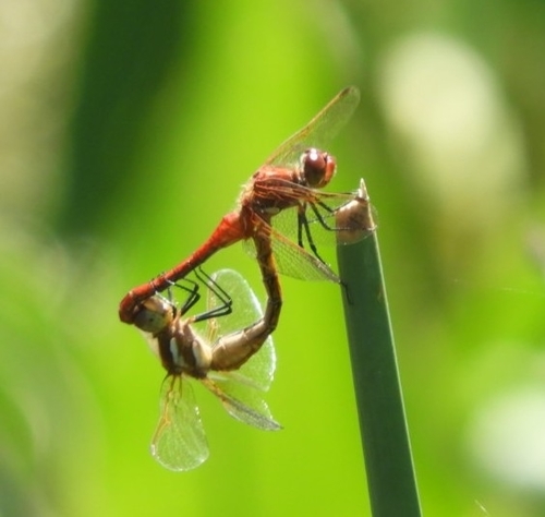 Red-veined Meadowhawk photo 6