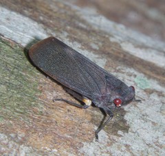 Acraephia perspicillata