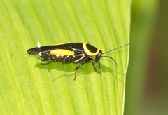 Hemithyrsocera vittata
