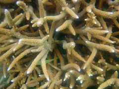 Acropora muricata