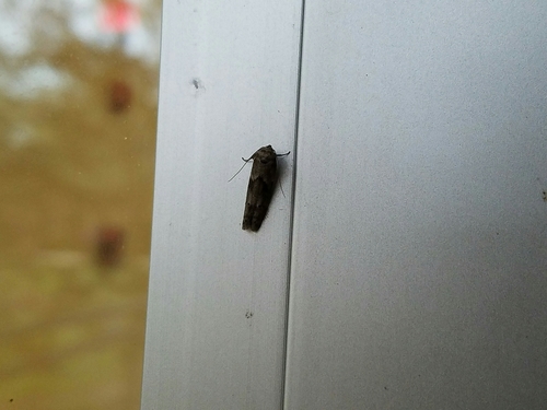 Acorn Moth photo 6