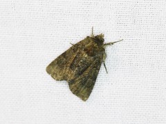 Oligia latruncula