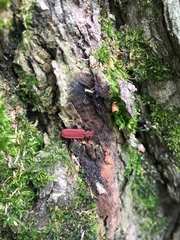 Dictyoptera