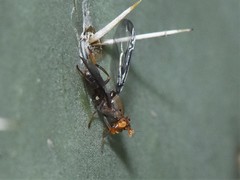 Diacrita costalis