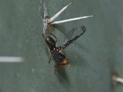 Diacrita costalis