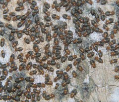 Cerastipsocus trifasciatus