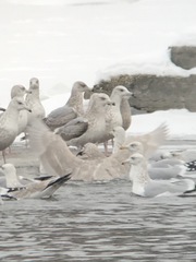 Larus argentatus × hyperboreus