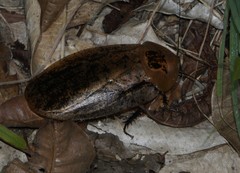 Archimandrita tessellata