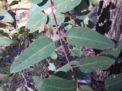 Eucalyptus baileyana