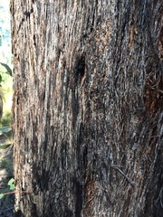 Eucalyptus baileyana
