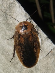 Archimandrita tessellata