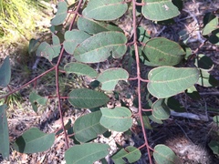 Eucalyptus baileyana
