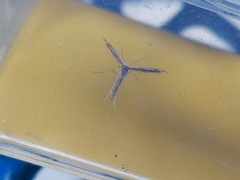 Lioptilodes albistriolatus